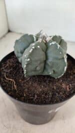 ASTROPHYTUM MYRIOSTIGMA "Fukuryu"  Nº 1057 – vaso 15 - Imagem 7