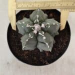 ASTROPHYTUM MYRIOSTIGMA "Fukuryu"  Nº 1057 – vaso 15