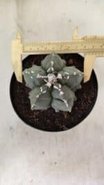 ASTROPHYTUM MYRIOSTIGMA "Fukuryu"  Nº 1057 – vaso 15