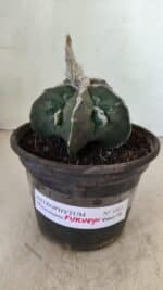 ASTROPHYTUM MYRIOSTIGMA "FUKURYU"  Nº 1061 – vaso 15 - Imagem 2