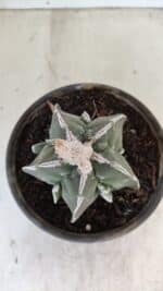 ASTROPHYTUM MYRIOSTIGMA "FUKURYU"  Nº 1061 – vaso 15 - Imagem 9