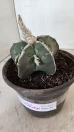 ASTROPHYTUM MYRIOSTIGMA "FUKURYU"  Nº 1061 – vaso 15 - Imagem 8