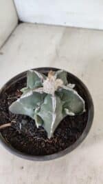 ASTROPHYTUM MYRIOSTIGMA "FUKURYU"  Nº 1061 – vaso 15 - Imagem 6