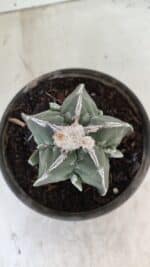 ASTROPHYTUM MYRIOSTIGMA "FUKURYU"  Nº 1061 – vaso 15 - Imagem 3