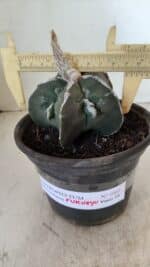 ASTROPHYTUM MYRIOSTIGMA "FUKURYU"  Nº 1061 – vaso 15 - Imagem 4