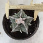 ASTROPHYTUM MYRIOSTIGMA "FUKURYU"  Nº 1061 – vaso 15