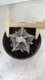 ASTROPHYTUM MYRIOSTIGMA "FUKURYU"  Nº 1061 – vaso 15