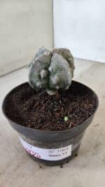 ASTROPHYTUM MYRIOSTIGMA "FUKURYU - 4 QUINAS"  Nº 1064 – vaso 11 - Imagem 9