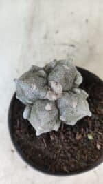 ASTROPHYTUM MYRIOSTIGMA "FUKURYU - 4 QUINAS"  Nº 1064 – vaso 11