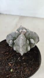 ASTROPHYTUM MYRIOSTIGMA "FUKURYU - 4 QUINAS"  Nº 1064 – vaso 11 - Imagem 8