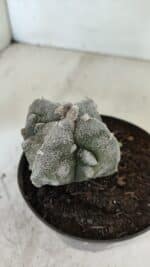 ASTROPHYTUM MYRIOSTIGMA "FUKURYU - 4 QUINAS"  Nº 1064 – vaso 11 - Imagem 6