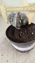 ASTROPHYTUM MYRIOSTIGMA "FUKURYU - 4 QUINAS"  Nº 1064 – vaso 11 - Imagem 4