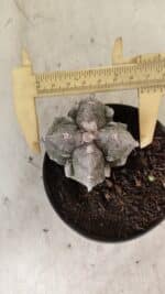 ASTROPHYTUM MYRIOSTIGMA "FUKURYU - 4 QUINAS"  Nº 1064 – vaso 11 - Imagem 5