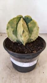 ASTROPHYTUM MYRIOSTIGMA "Variegata" Nº 886 – vaso 15 - Imagem 2