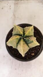 ASTROPHYTUM MYRIOSTIGMA "Variegata" Nº 886 – vaso 15 - Imagem 3