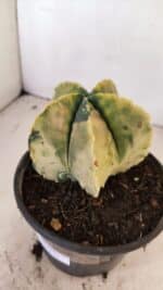 ASTROPHYTUM MYRIOSTIGMA "Variegata" Nº 886 – vaso 15 - Imagem 9