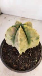 ASTROPHYTUM MYRIOSTIGMA "Variegata" Nº 886 – vaso 15 - Imagem 8