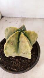 ASTROPHYTUM MYRIOSTIGMA "Variegata" Nº 886 – vaso 15 - Imagem 7