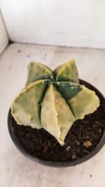 ASTROPHYTUM MYRIOSTIGMA "Variegata" Nº 886 – vaso 15 - Imagem 6