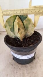 ASTROPHYTUM MYRIOSTIGMA "Variegata" Nº 886 – vaso 15