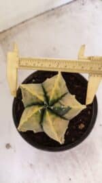 ASTROPHYTUM MYRIOSTIGMA "Variegata" Nº 886 – vaso 15 - Imagem 5