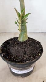 Planta Simples 3163 – 35cm – 03 anos - Imagem 6