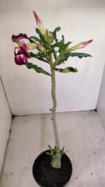 Planta Simples 3163 – 35cm – 03 anos - Imagem 4