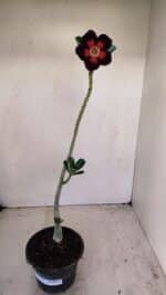 Planta Simples 3164 – 30cm – 02 anos - Imagem 2