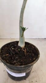 Planta Simples 3164 – 30cm – 02 anos - Imagem 8