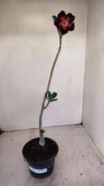 Planta Simples 3164 – 30cm – 02 anos - Imagem 7