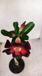 Planta Simples 3164 – 30cm – 02 anos - Imagem 6