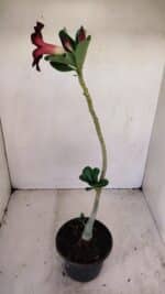 Planta Simples 3164 – 30cm – 02 anos - Imagem 5