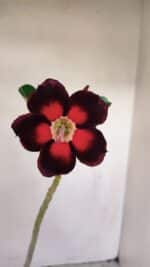 Planta Simples 3164 – 30cm – 02 anos