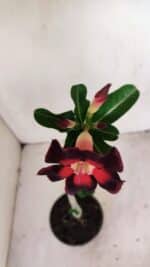 Planta Simples 3164 – 30cm – 02 anos - Imagem 4