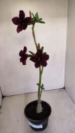 Planta Simples 3165 – 35cm – 03 anos - Imagem 2