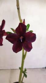 Planta Simples 3165 – 35cm – 03 anos