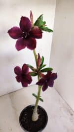 Planta Simples 3165 – 35cm – 03 anos - Imagem 4