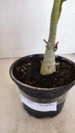 Planta Simples 3165 – 35cm – 03 anos - Imagem 8