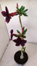 Planta Simples 3165 – 35cm – 03 anos - Imagem 7