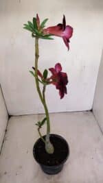 Planta Simples 3165 – 35cm – 03 anos - Imagem 6