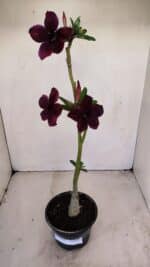 Planta Simples 3165 – 35cm – 03 anos - Imagem 5