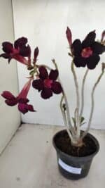 Planta Simples 3166 – 35cm – 03 anos - Imagem 4