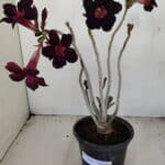 Planta Simples 3166 – 35cm – 03 anos