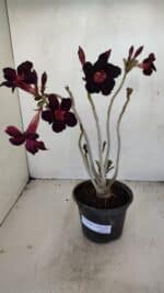 Planta Simples 3166 – 35cm – 03 anos