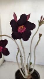 Planta Simples 3166 – 35cm – 03 anos - Imagem 3