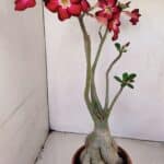 Planta Simples 3167 – 45cm – 04 anos