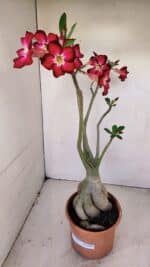 Planta Simples 3167 – 45cm – 04 anos