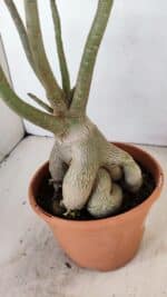 Planta Simples 3167 – 45cm – 04 anos - Imagem 6