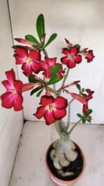 Planta Simples 3167 – 45cm – 04 anos - Imagem 4