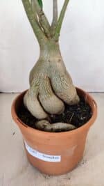 Planta Simples 3167 – 45cm – 04 anos - Imagem 11